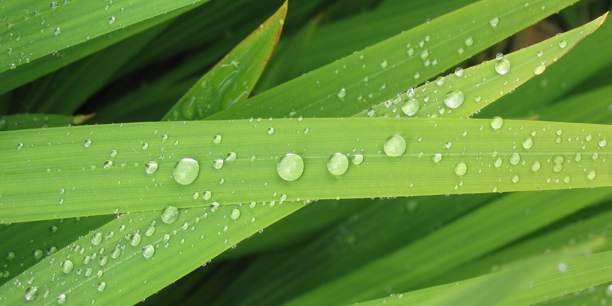 space for learning Picture of elongated leaves