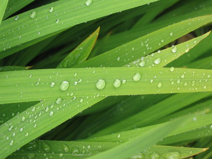 space for learning Picture of elongated leaves