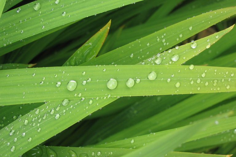 Picture of elongated leaves