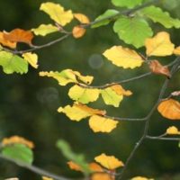 Picture of autumn leaves