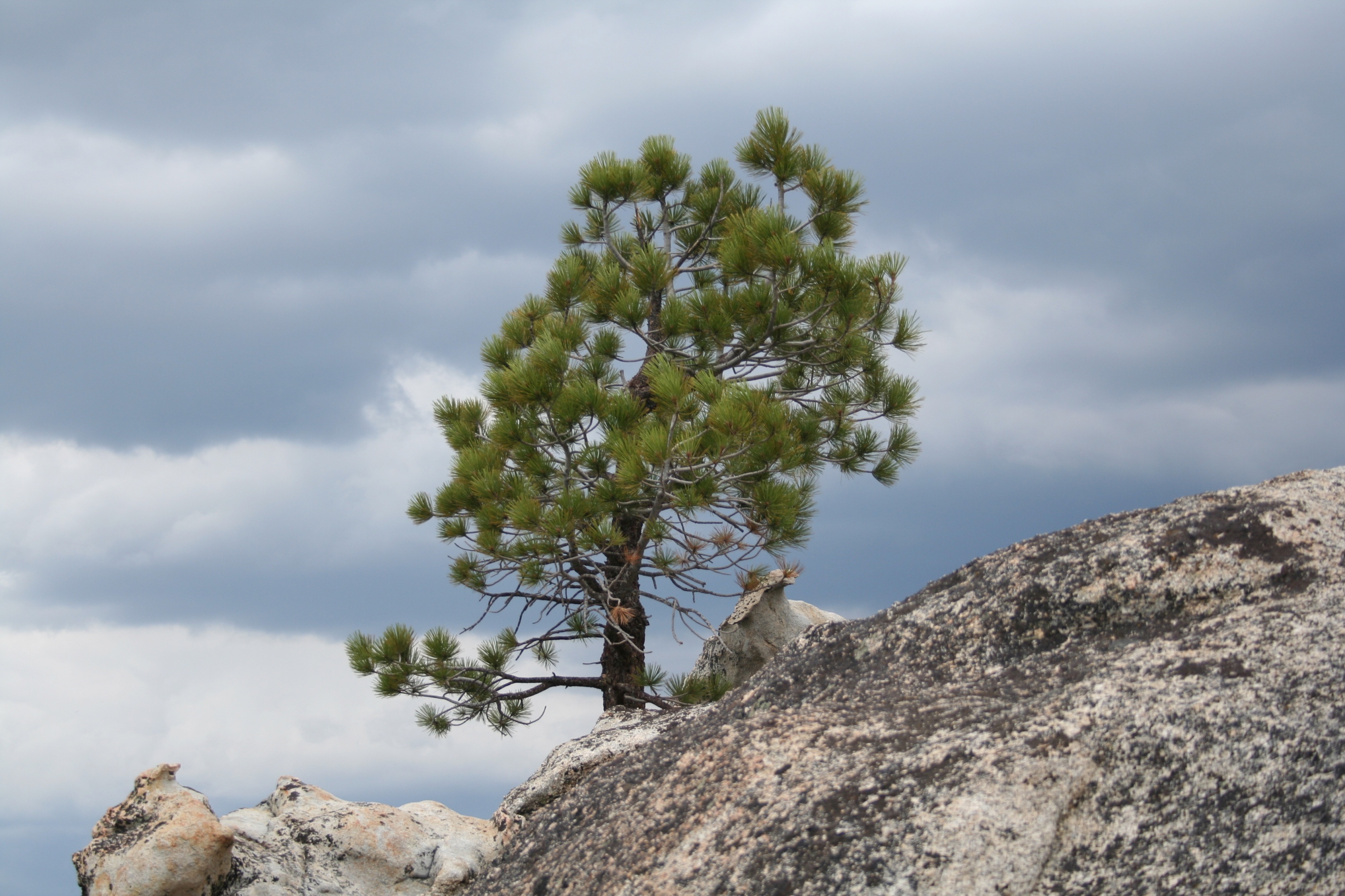 Picture of a single pine tree