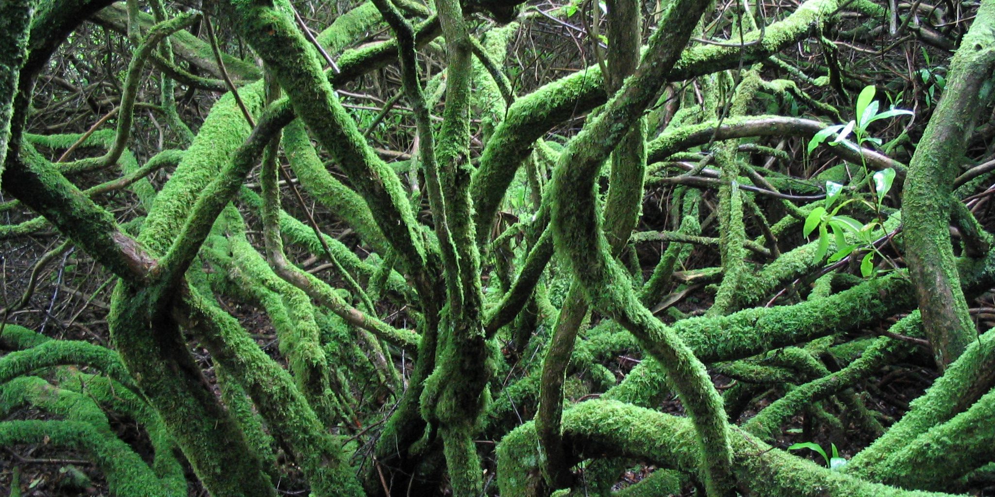 Organisational storytelling – a game of whispers? A picture of a complex tangle of moss covered tree branches