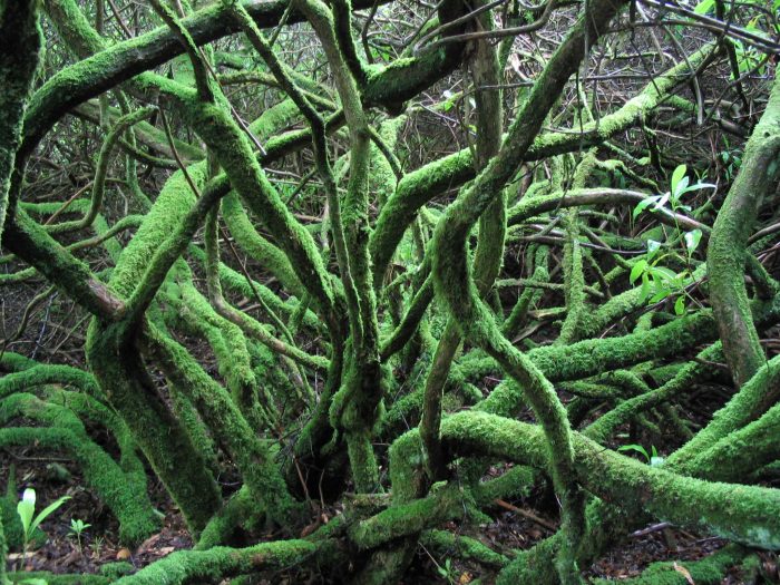 Organisational storytelling – a game of whispers? A picture of a complex tangle of moss covered tree branches