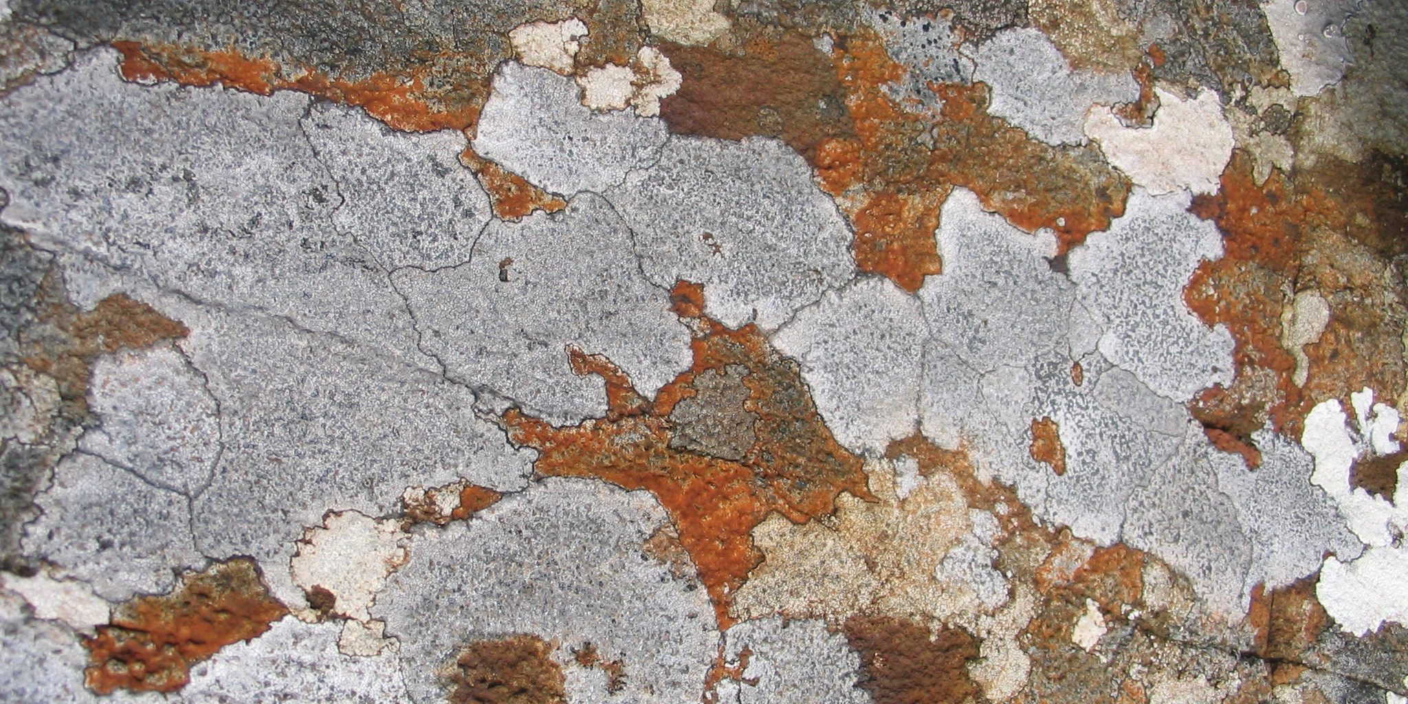 Contradictions in change Picture of complex white and brown pattern on the surface of a rock