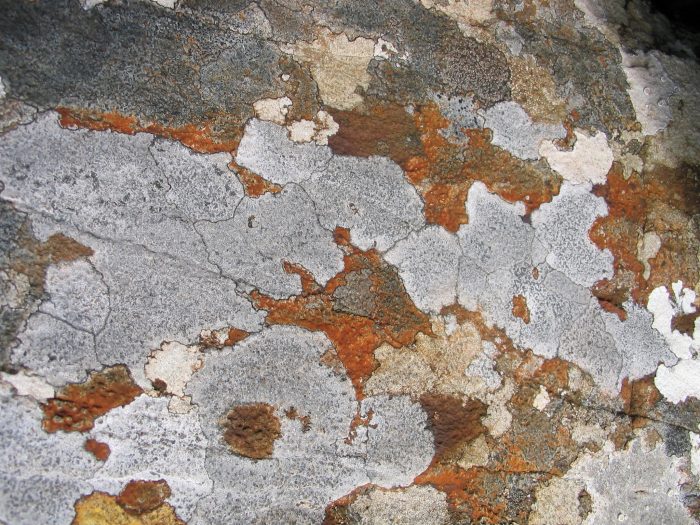 Contradictions in change Picture of complex white and brown pattern on the surface of a rock