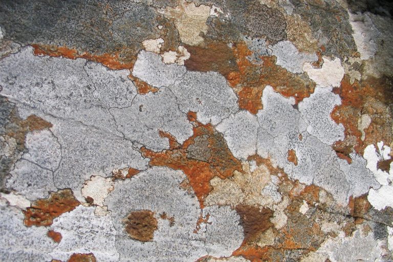 Picture of complex white and brown pattern on the surface of a rock