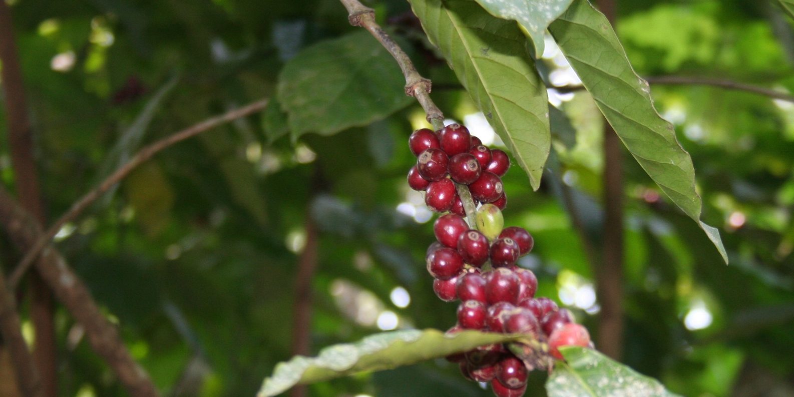 Coffee Coffee, communities and innovation