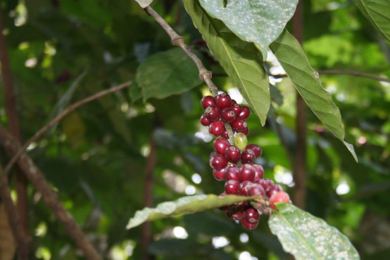 Coffee, communities and innovation