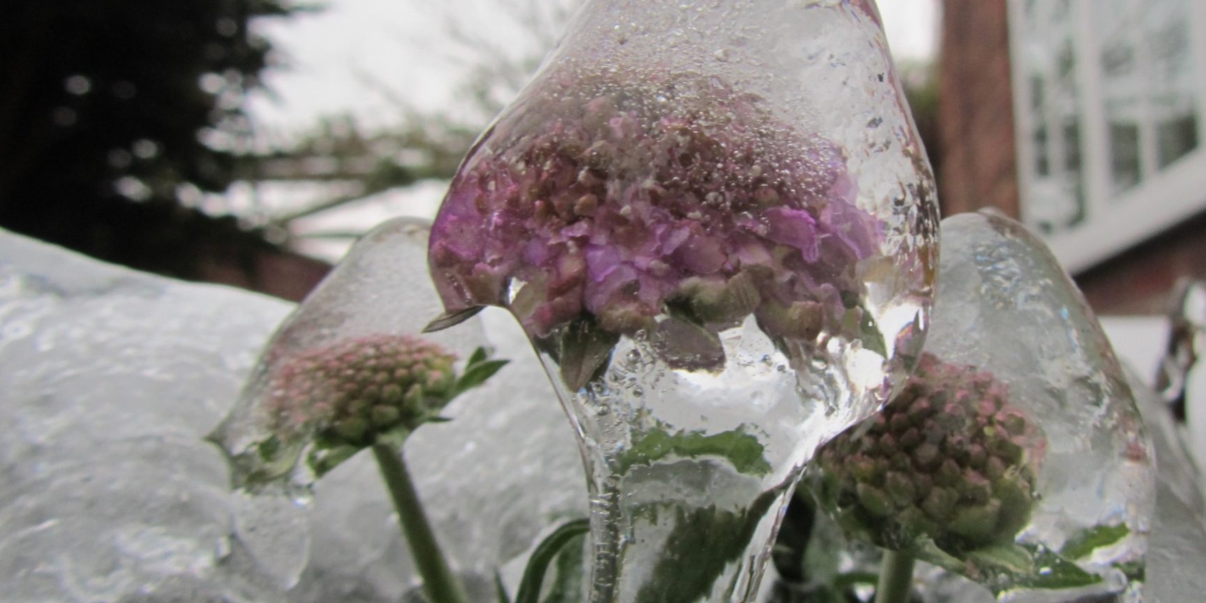 Unintended consequences Picture of a frozen flower head