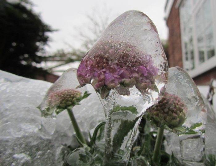 Unintended consequences Picture of a frozen flower head