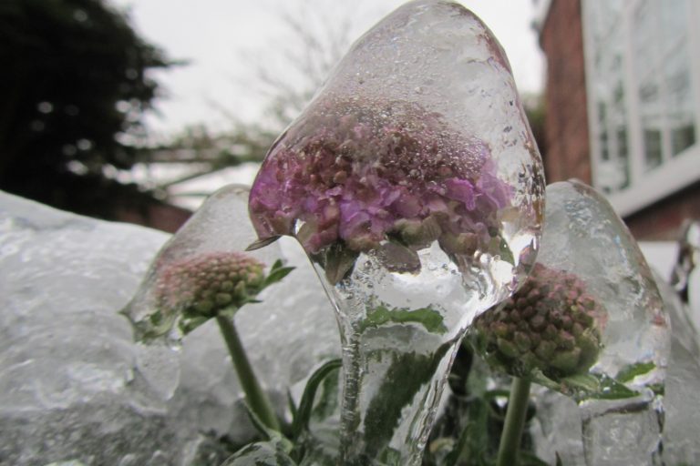 Picture of a frozen flower head
