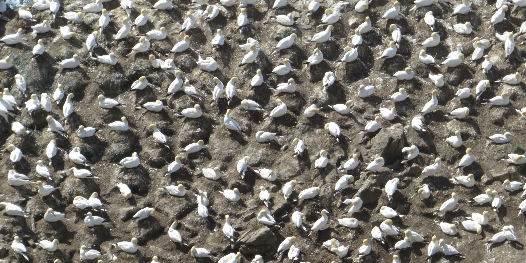 Picture of a busy seabird colony from above