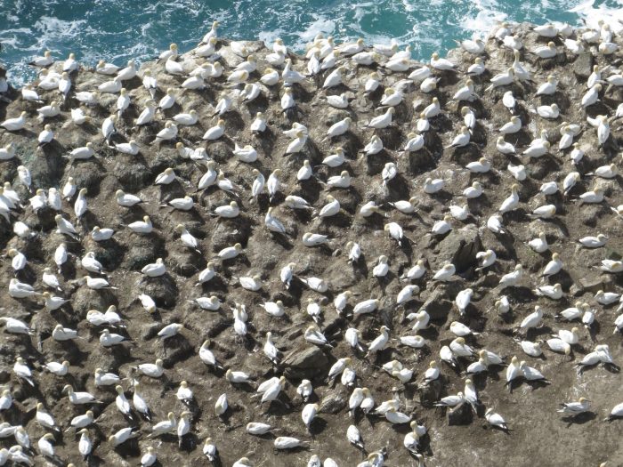 Picture of a busy seabird colony from above