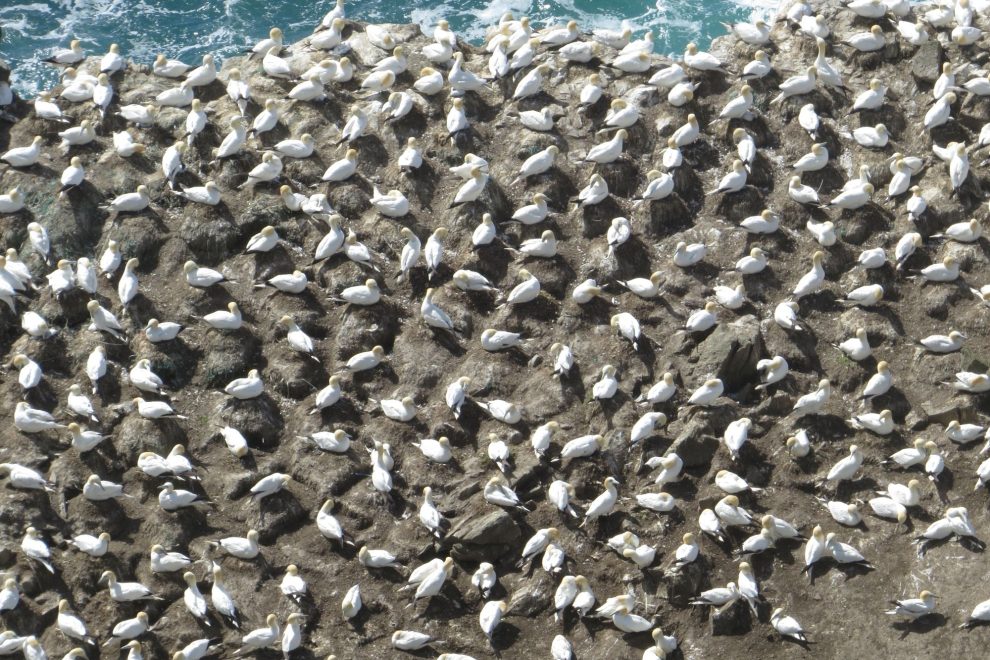 Picture of a busy seabird colony from above